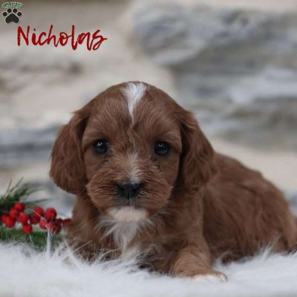 Nicholas, Cavapoo Puppy